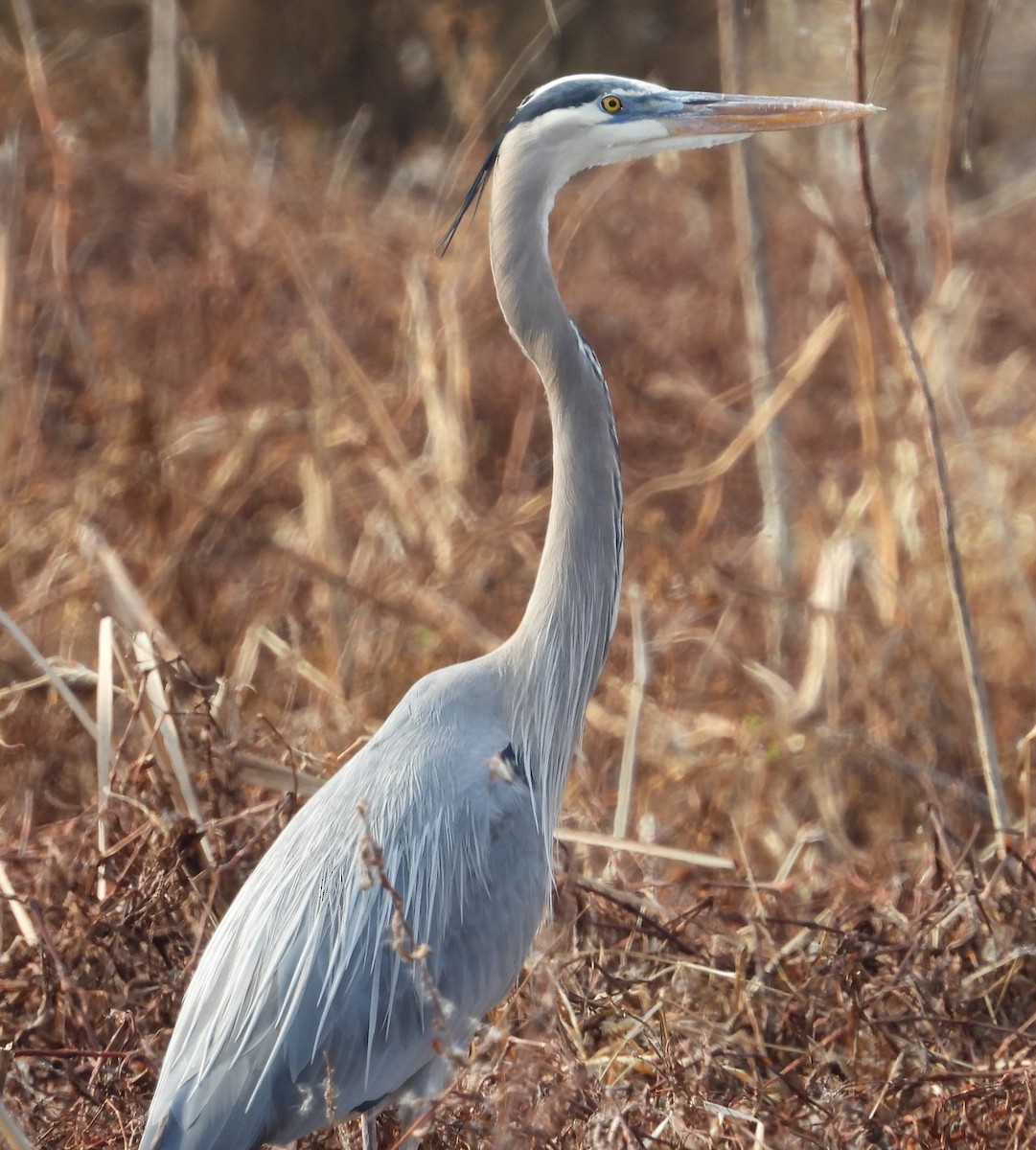 オオアオサギ - ML646376452