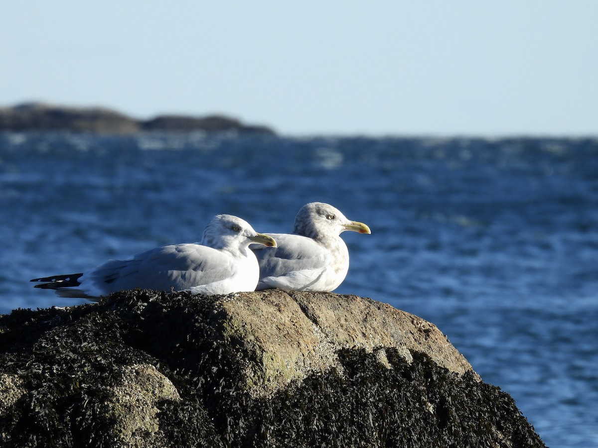 American Herring Gull - ML646376453