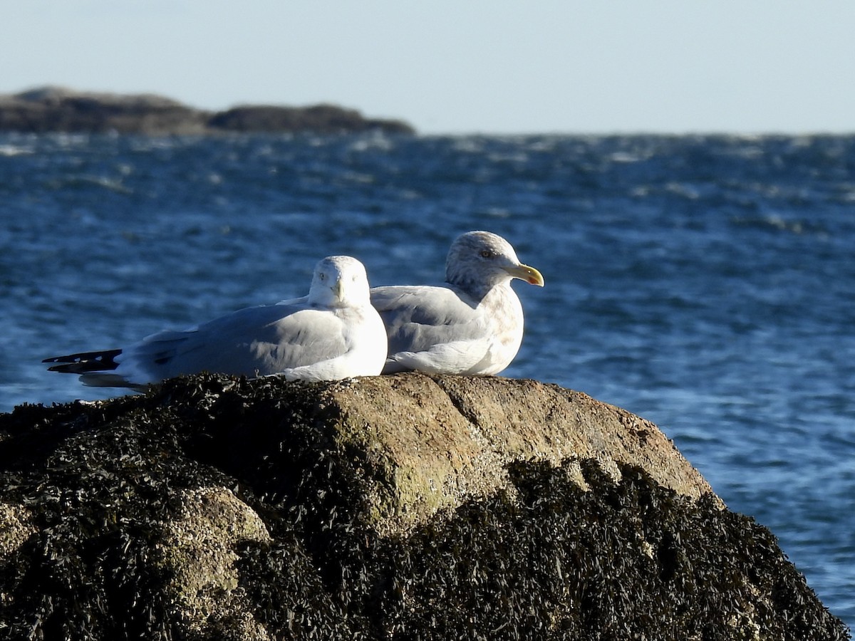 American Herring Gull - ML646376454