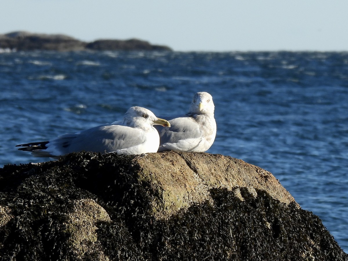 American Herring Gull - ML646376455