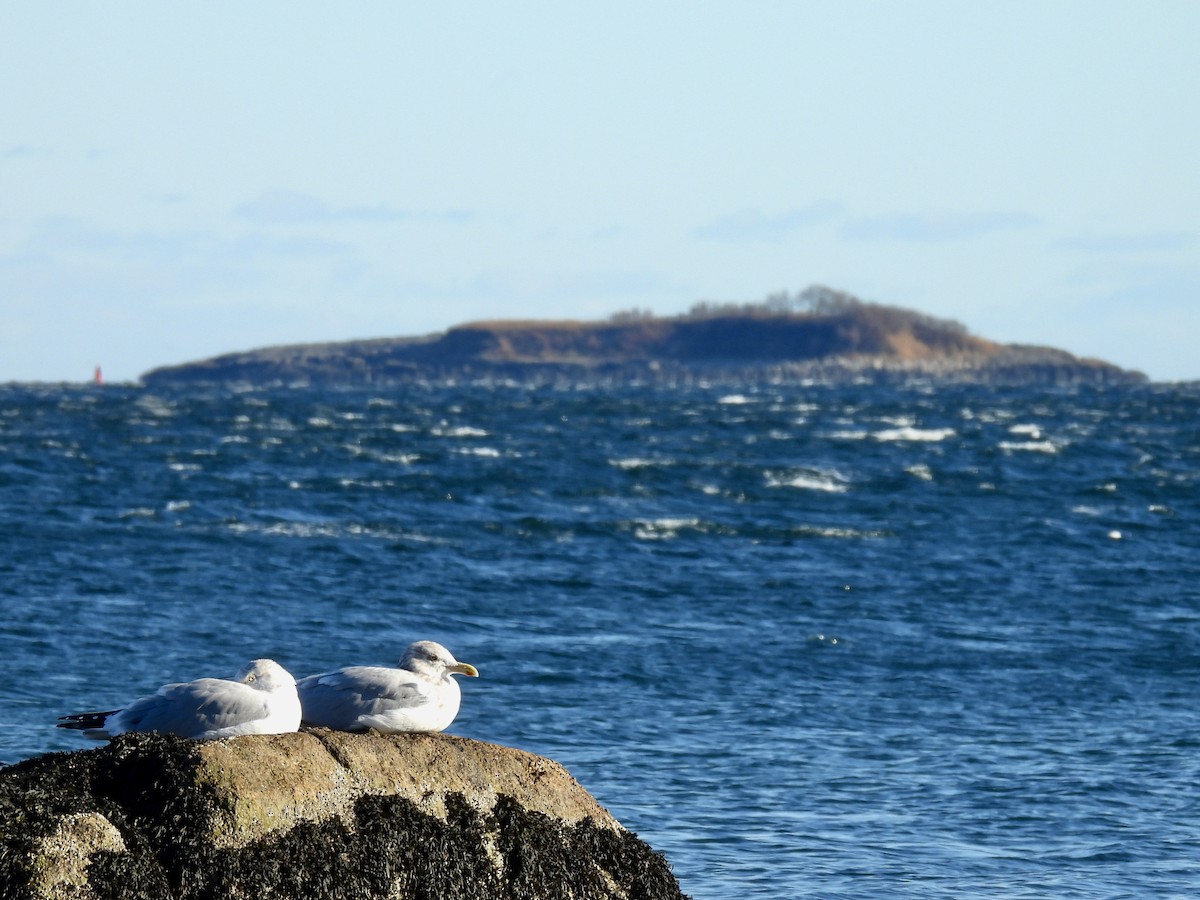 American Herring Gull - ML646376456