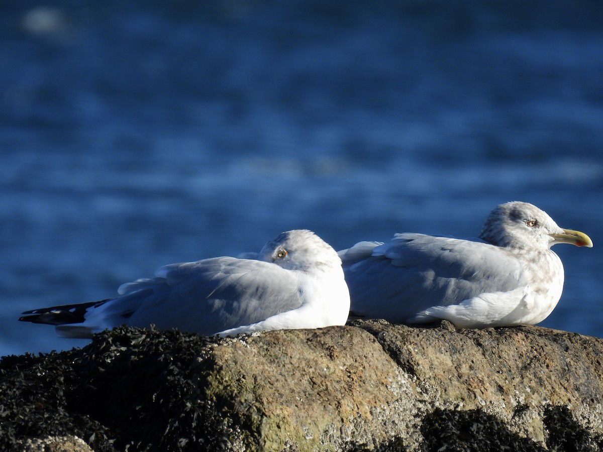 American Herring Gull - ML646376457