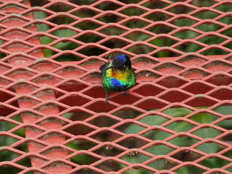 Fiery-throated Hummingbird - ML646376458