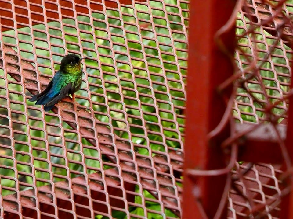 Fiery-throated Hummingbird - ML646376459