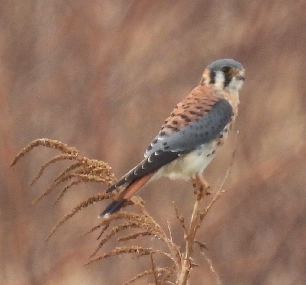 アメリカチョウゲンボウ - ML646376465