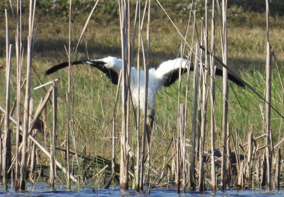 Wood Stork - ML646376466