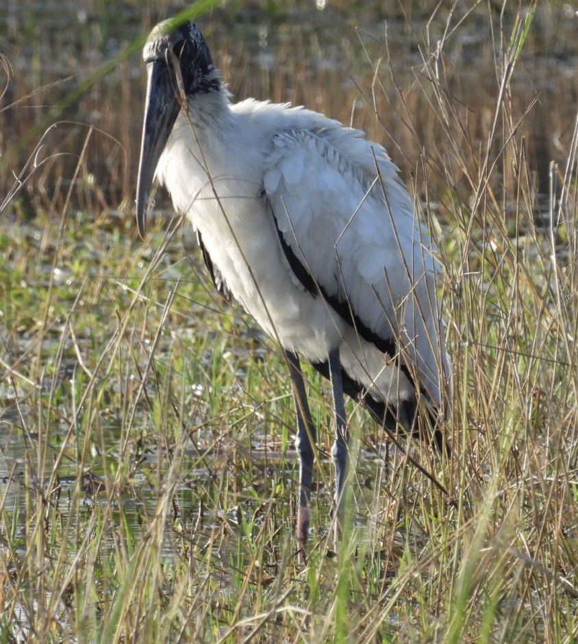 Wood Stork - ML646376468
