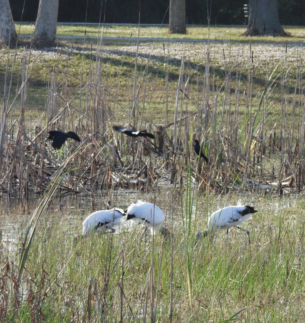 Wood Stork - ML646376469