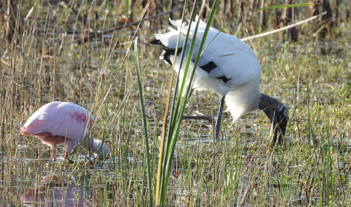 Wood Stork - ML646376470