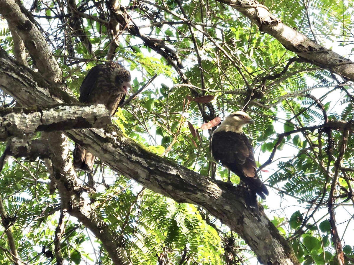 Yellow-headed Caracara - ML646376471