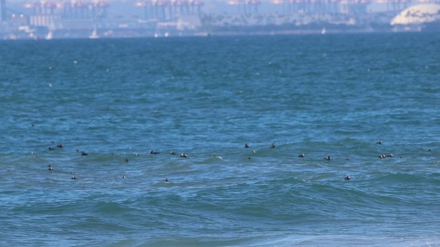 Negrón Careto - ML646376474