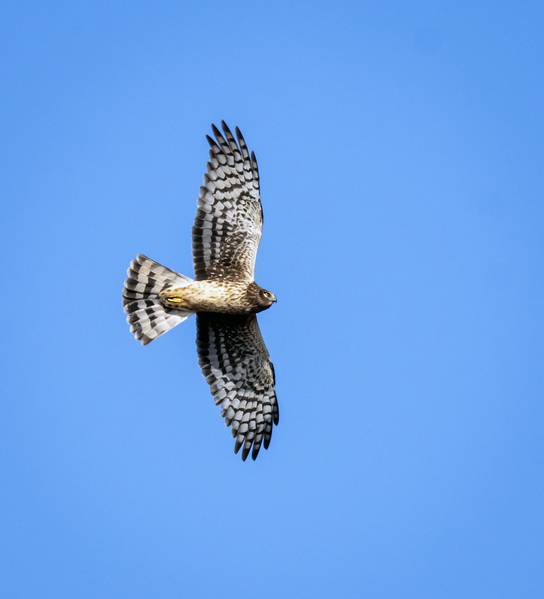 Northern Harrier - ML646376475