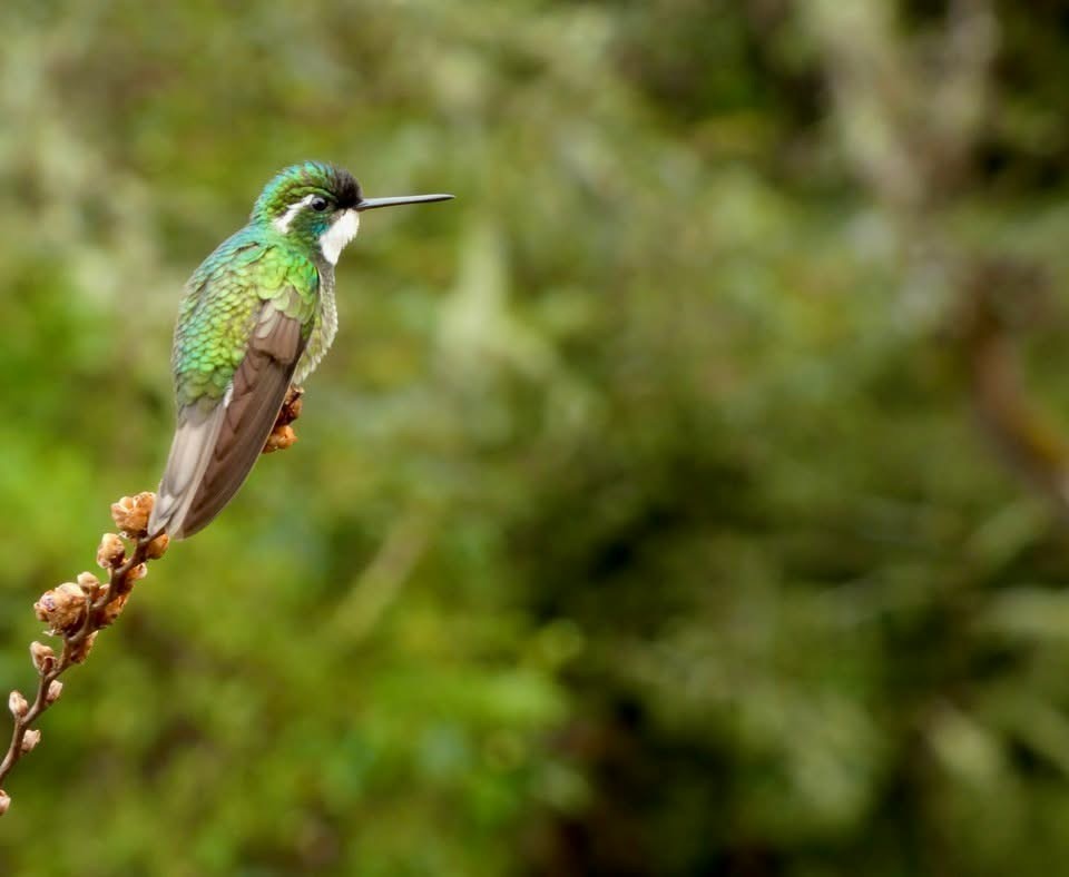 White-throated Mountain-gem - ML646376477