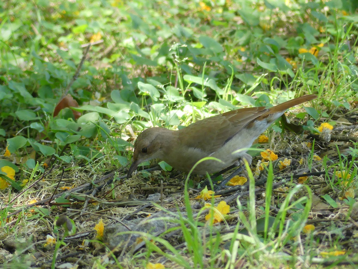 Rufous Hornero - ML646376479