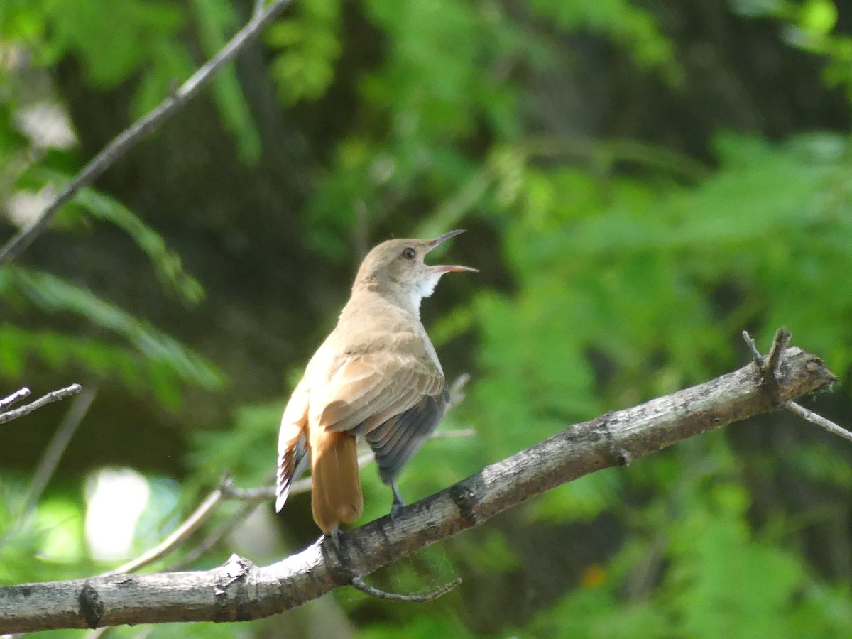 Rufous Hornero - ML646376480