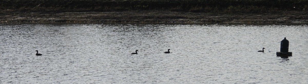 Pied-billed Grebe - ML646376481