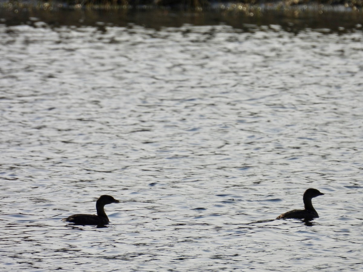 Pied-billed Grebe - ML646376482