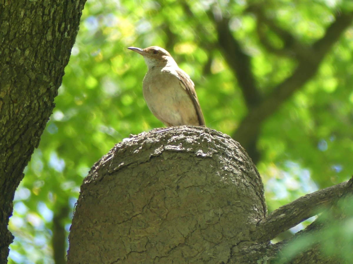 Rufous Hornero - ML646376483