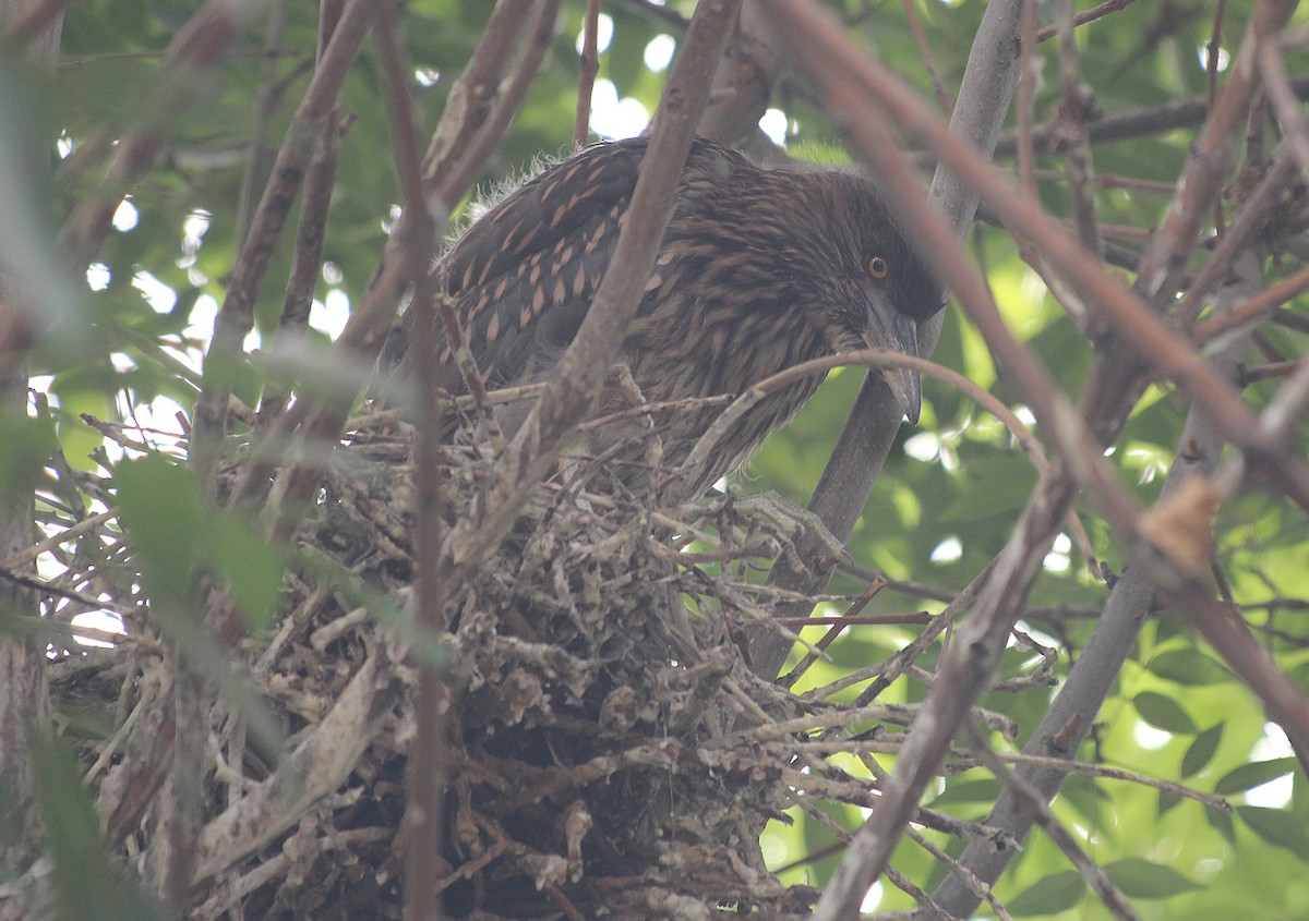 Black-crowned Night Heron - ML646376484