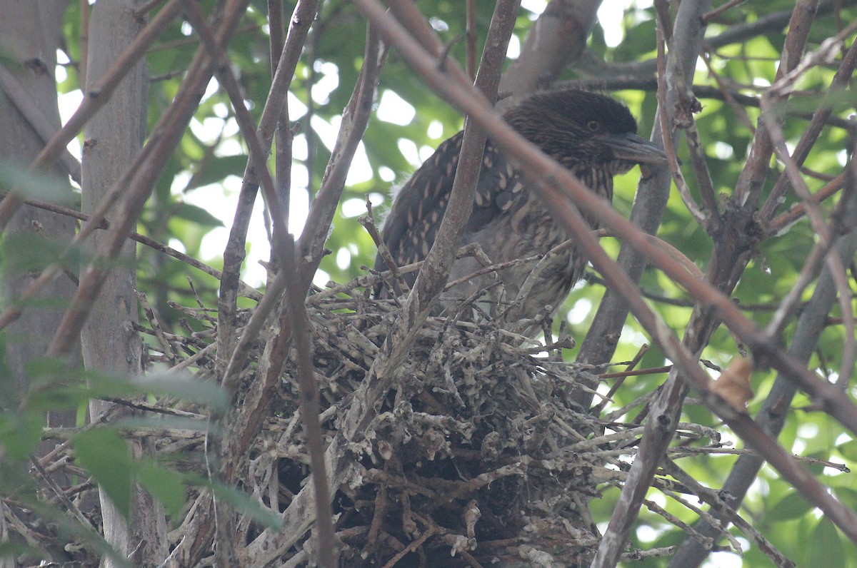 Black-crowned Night Heron - ML646376485