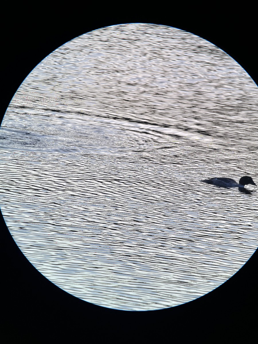 Гоголь зеленоголовий - ML646376486