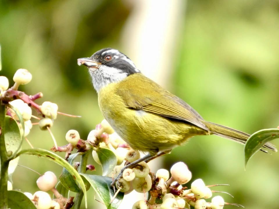 Sooty-capped Chlorospingus - ML646376493