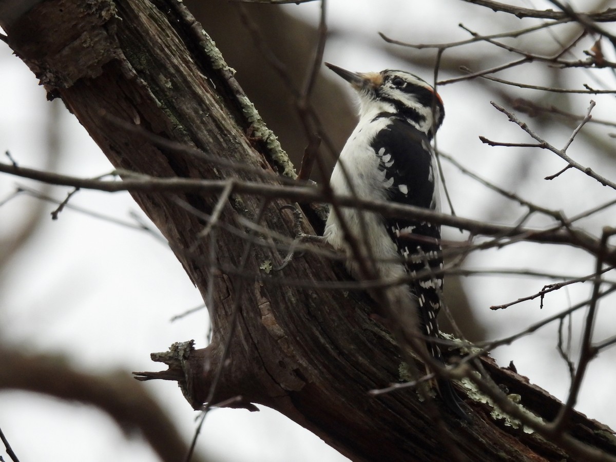 Hairy Woodpecker - ML646376495