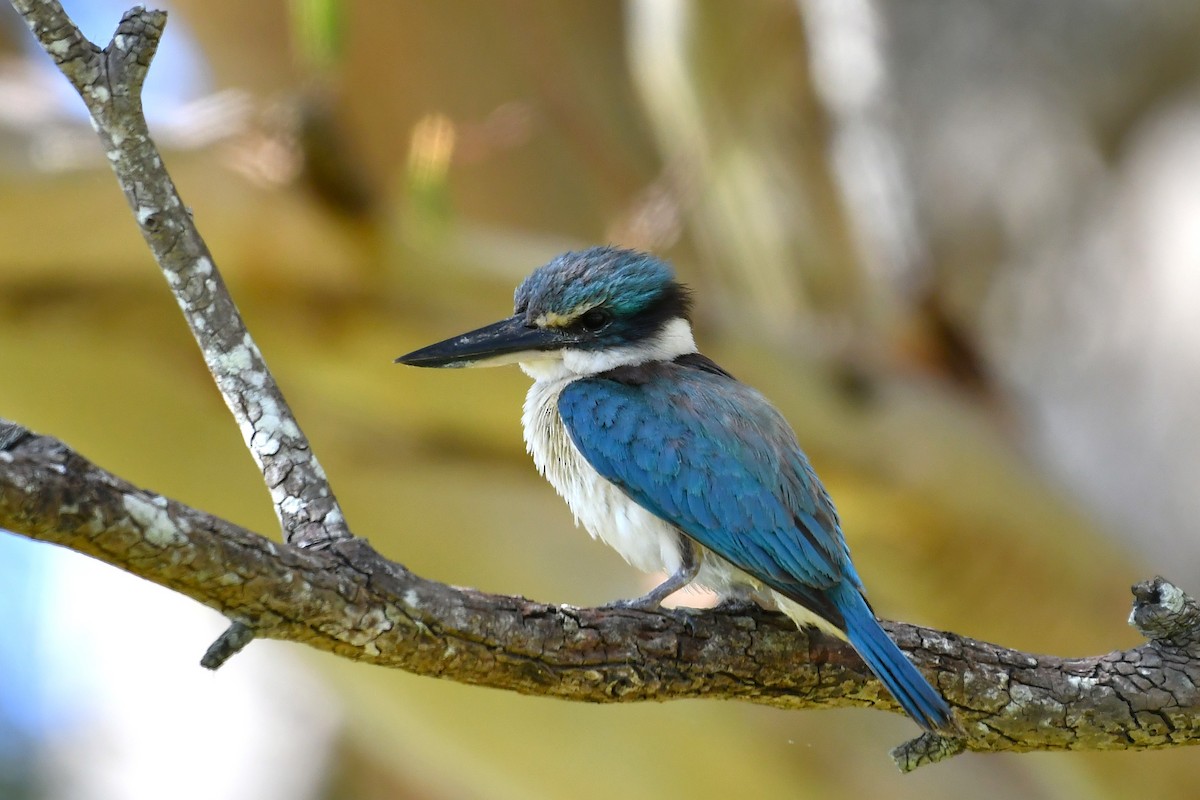 Sacred Kingfisher - ML646376498
