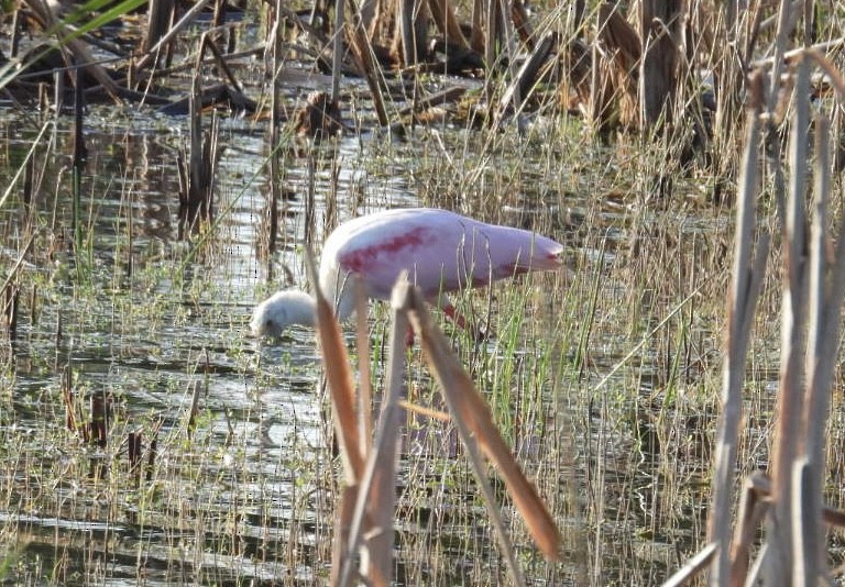 Rosalöffler - ML646376501