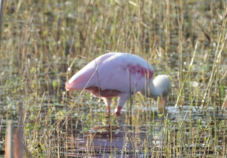 Rosalöffler - ML646376502