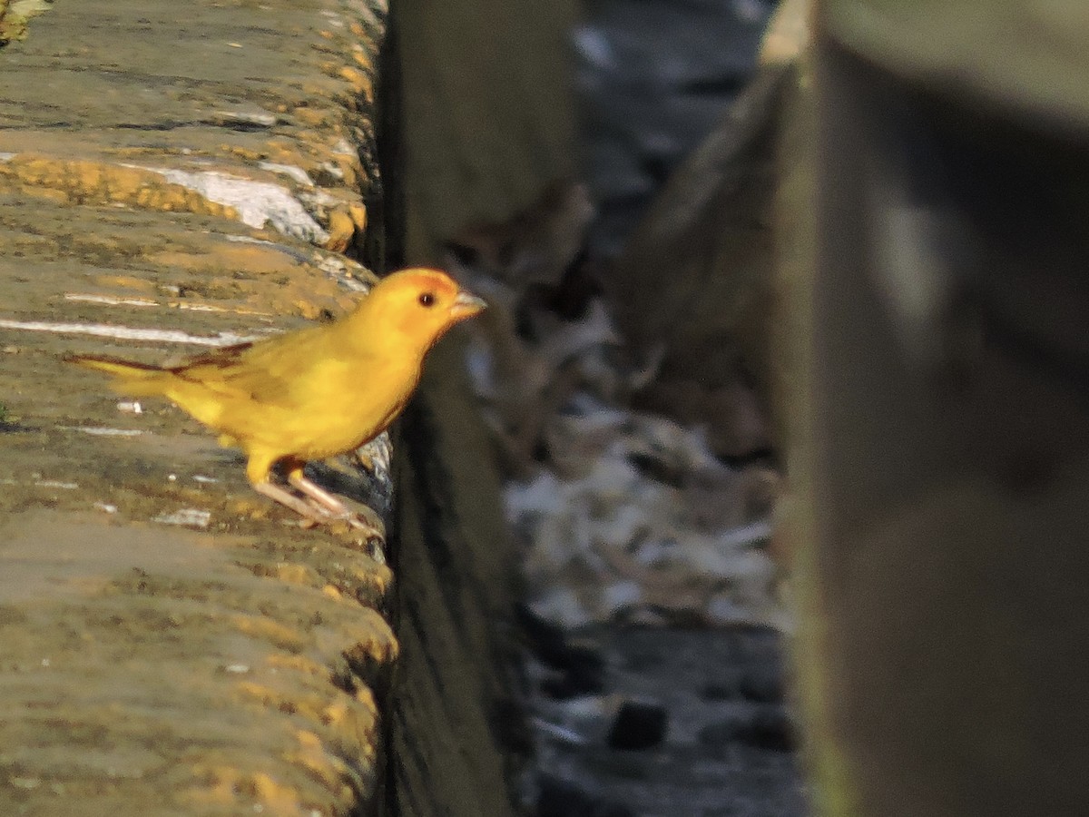Saffron Finch - ML646376503