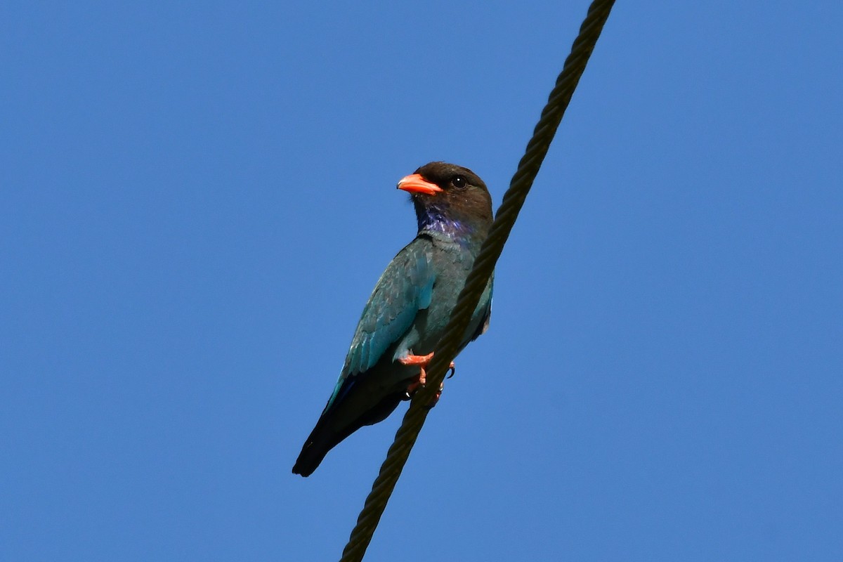 Dollarbird - ML646376505