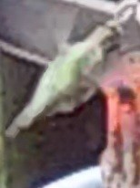 Anna's Hummingbird - ML646376509