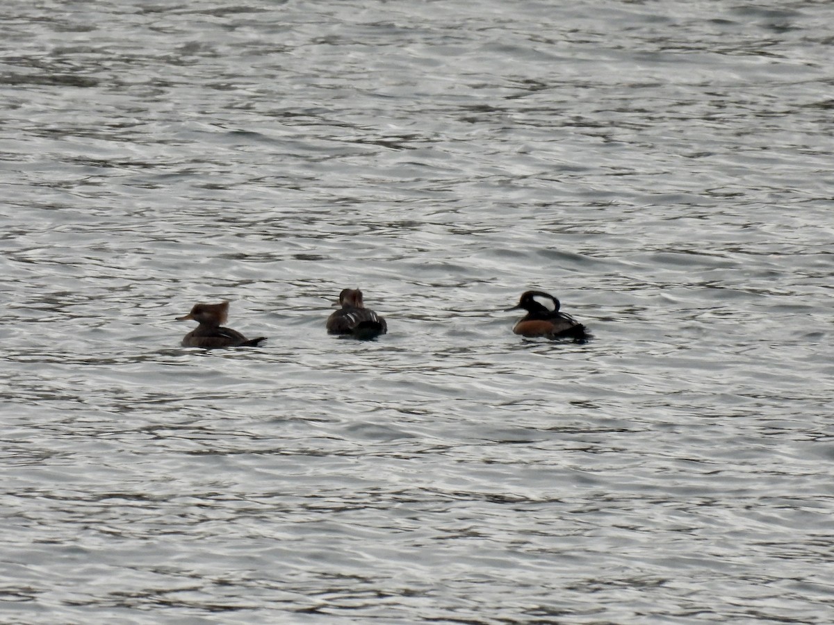 Hooded Merganser - ML646376510
