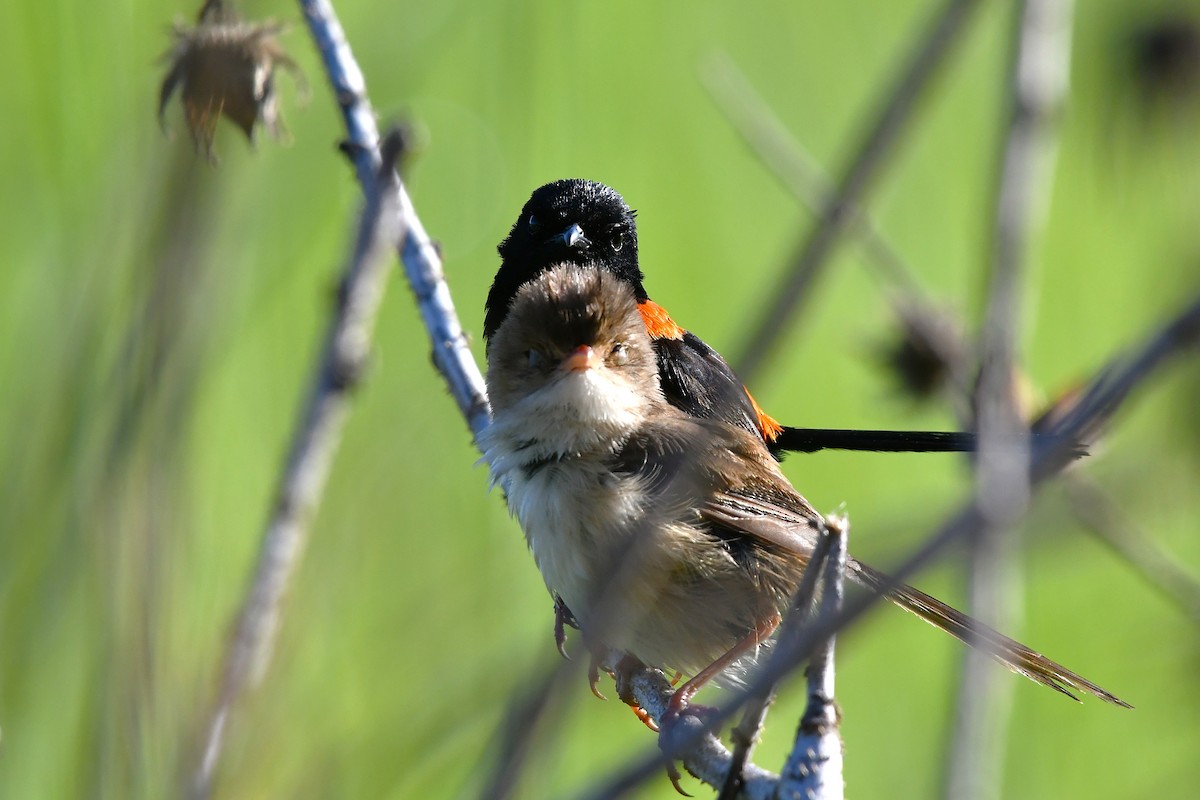 Red-backed Fairywren - ML646376511
