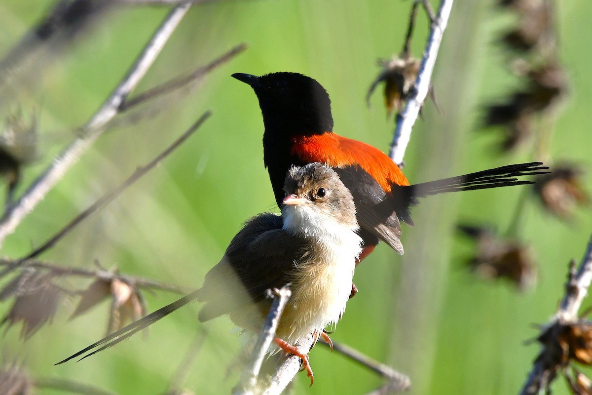 Red-backed Fairywren - ML646376512
