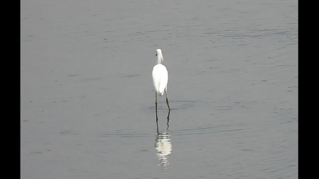 Garceta Nívea - ML646376518