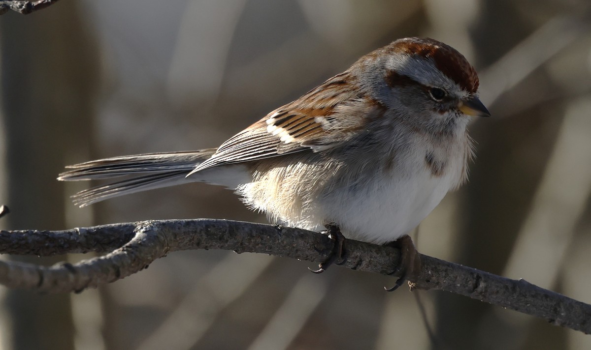 American Tree Sparrow - ML646376519