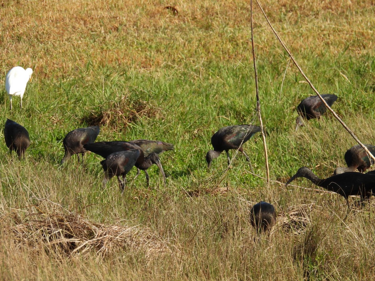 Glossy Ibis - ML646376520