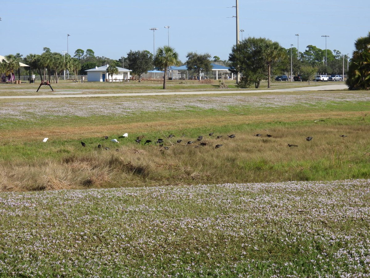 Glossy Ibis - ML646376521