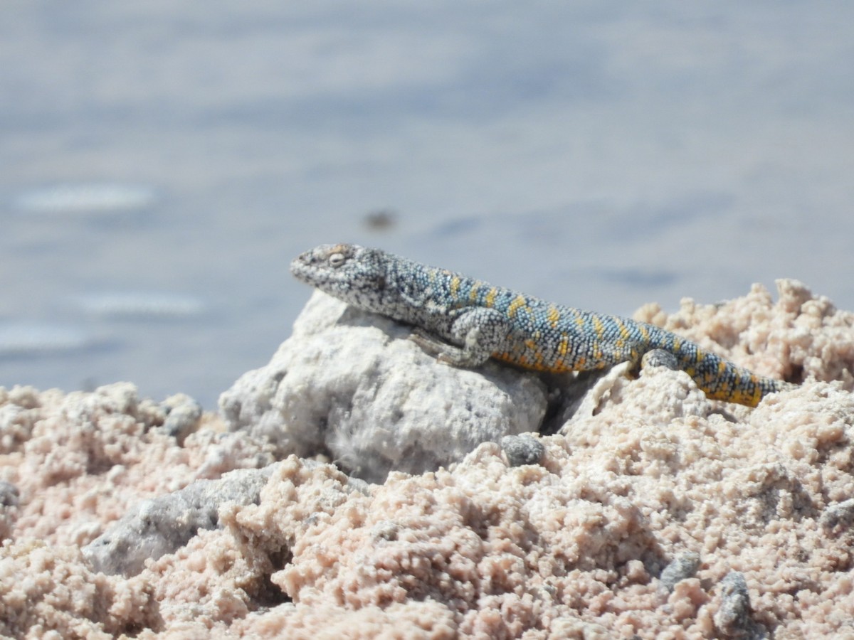 Animals - ML646376522