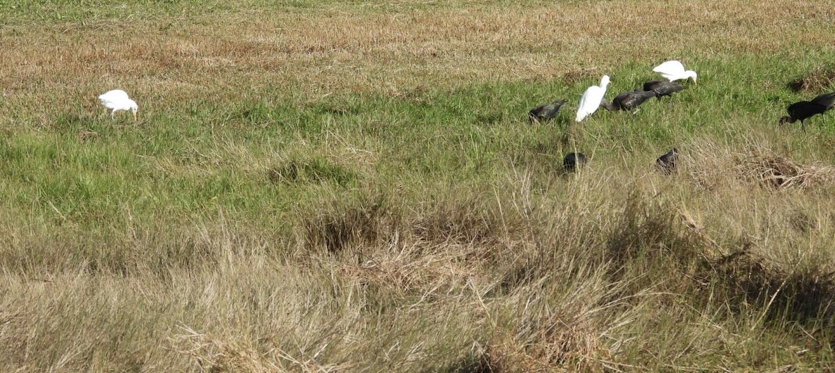 Western Cattle-Egret - ML646376524