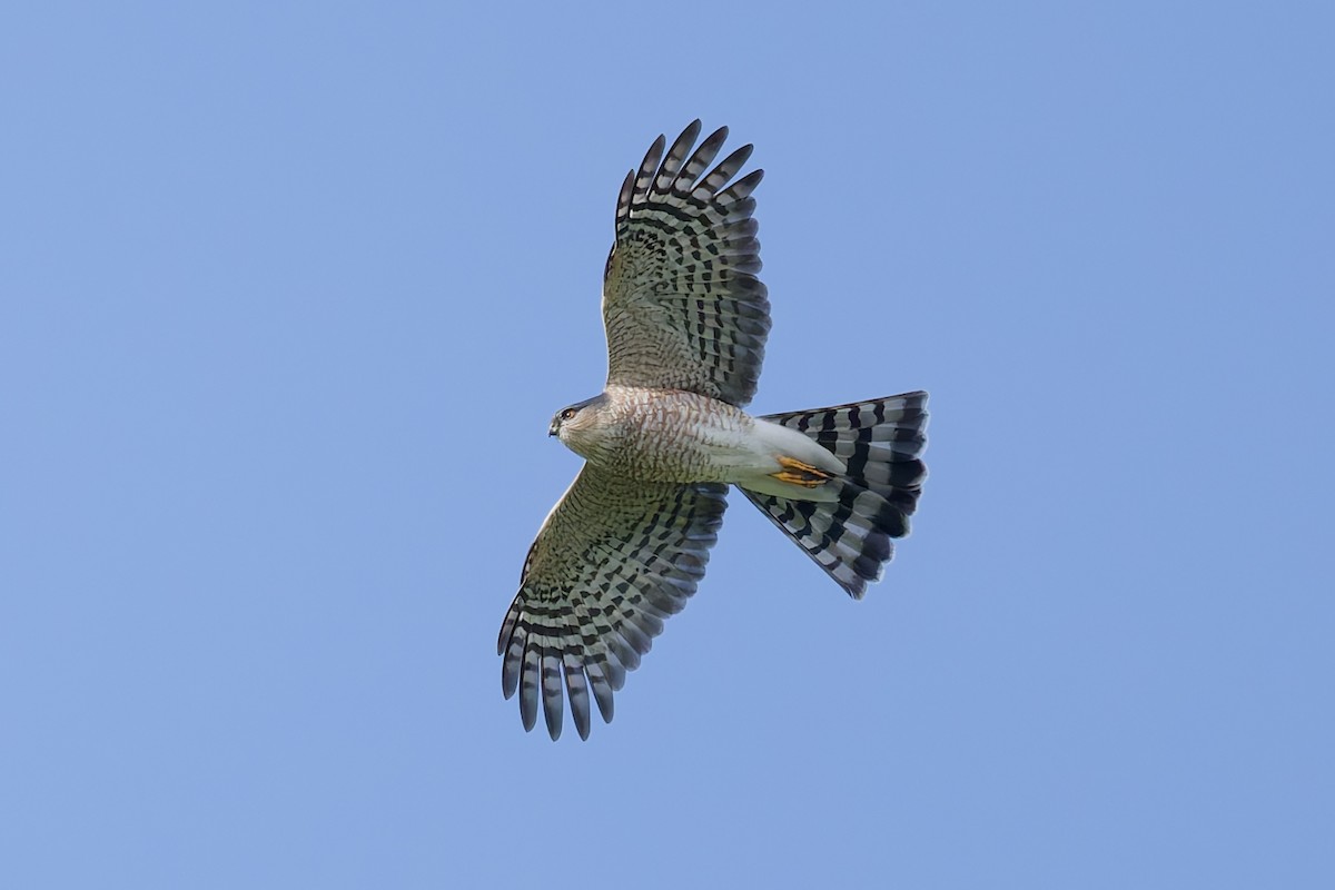 Sharp-shinned Hawk - ML646376532