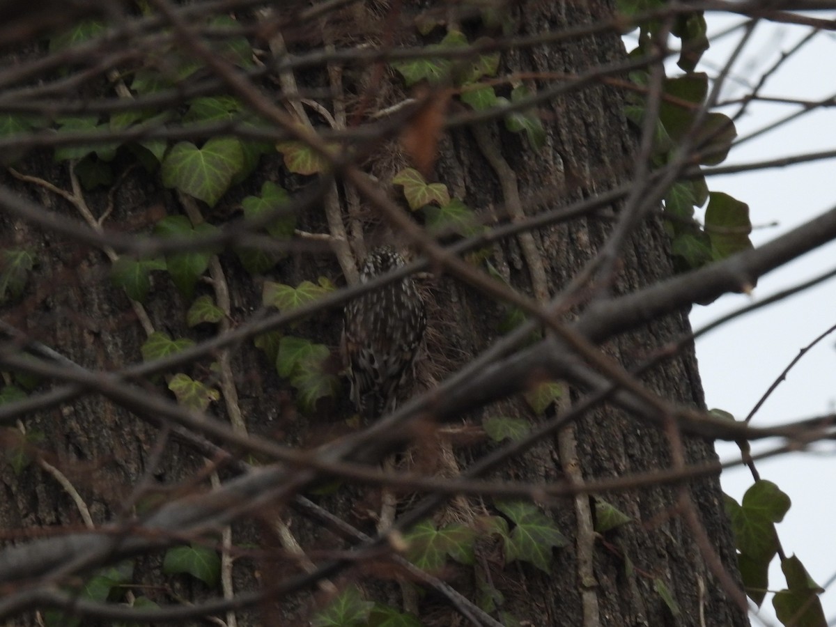 Brown Creeper - ML646376533