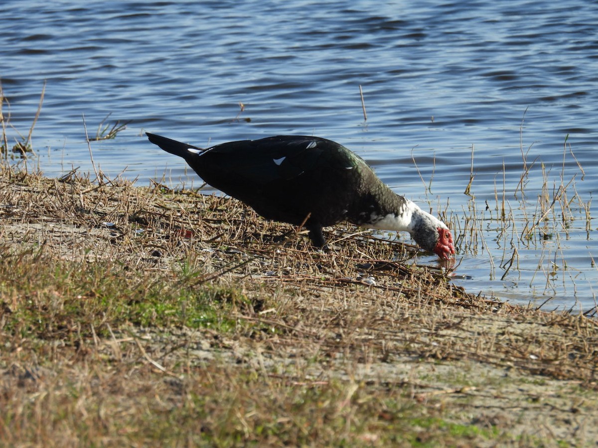 Ahate musketaduna (etxekoa) - ML646376535