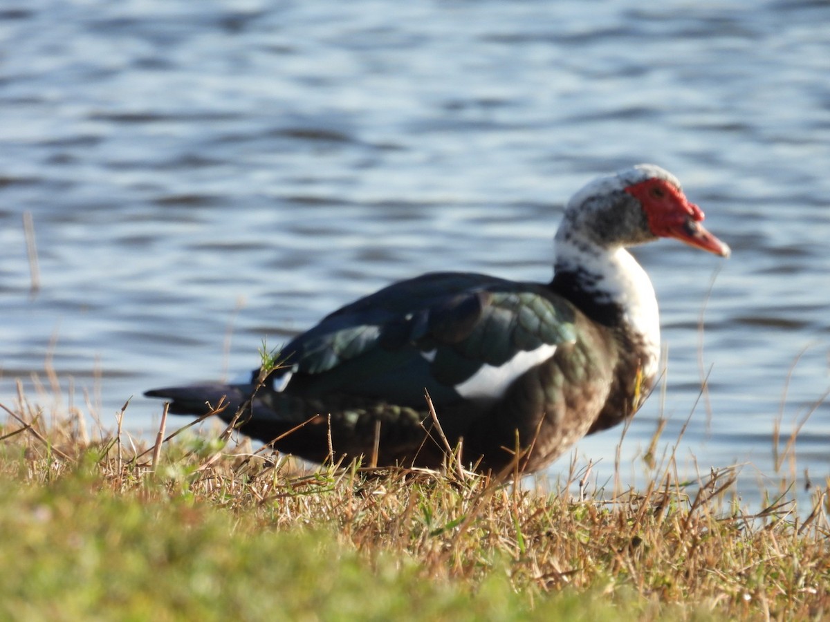 Ahate musketaduna (etxekoa) - ML646376536