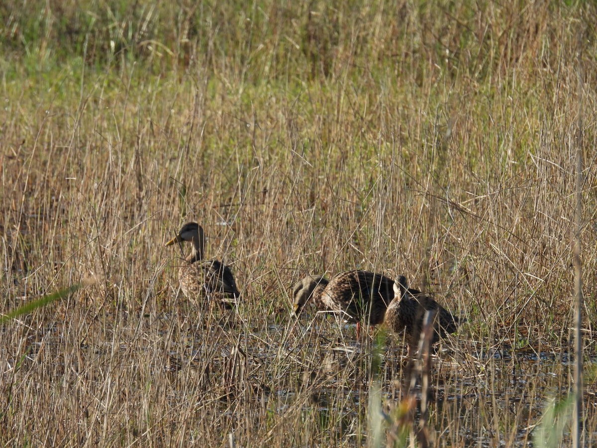 Mottled Duck - ML646376539