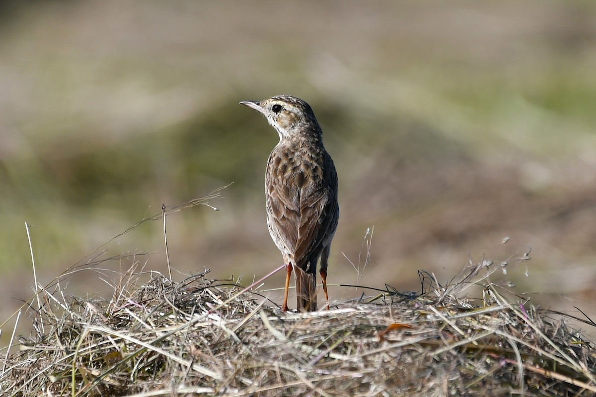 Australian Pipit - ML646376540