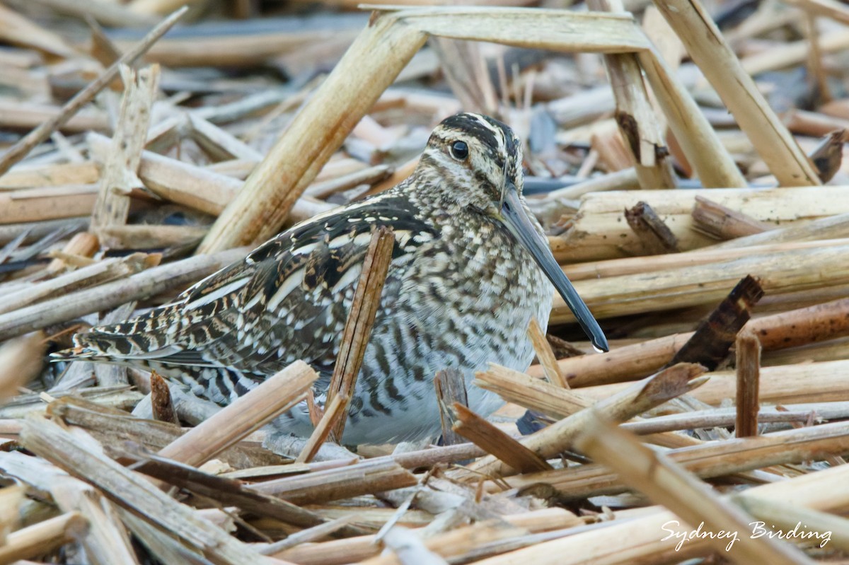 Wilson's Snipe - ML646376545
