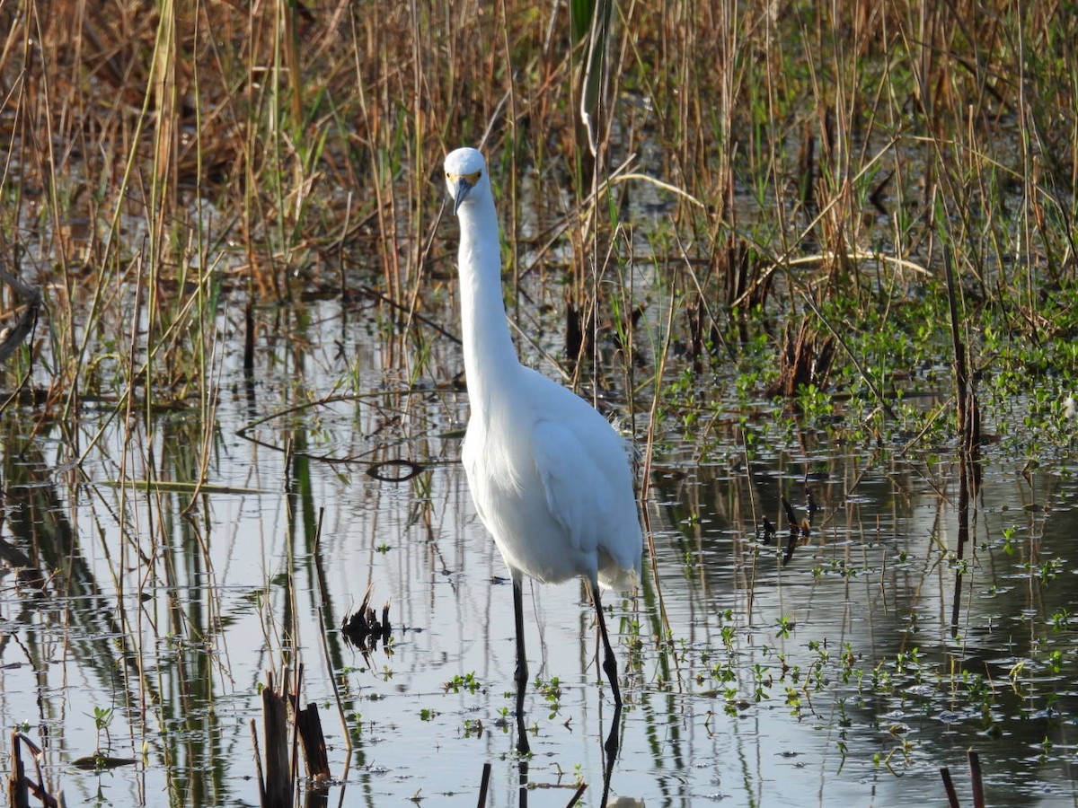 Snowy Egret - ML646376546